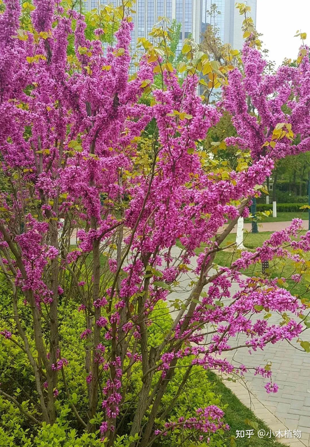 三中路紫荆花图片