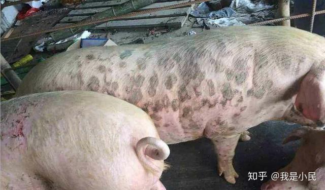 猪场如何防治猪丹毒,教你一个简单小妙招! - 知乎