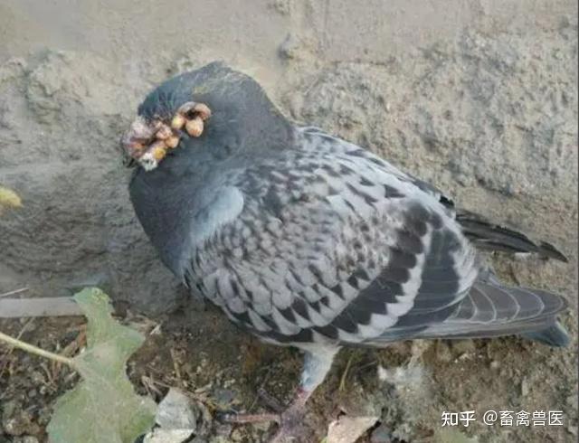 鸽痘怎么处理能快速治愈?治疗鸽子鸽痘的特效药,原来是它! - 知乎