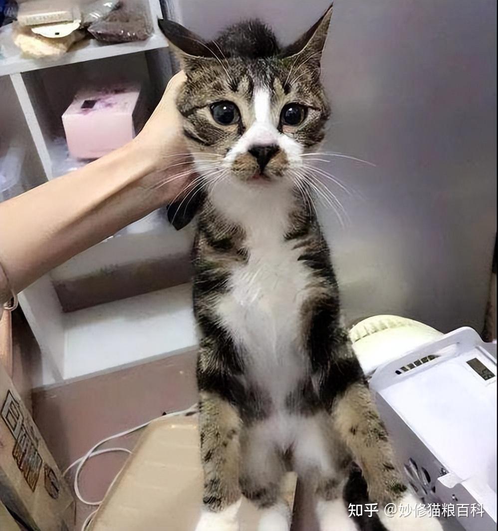 这些错误的抱猫姿势,你还在用吗? - 知乎