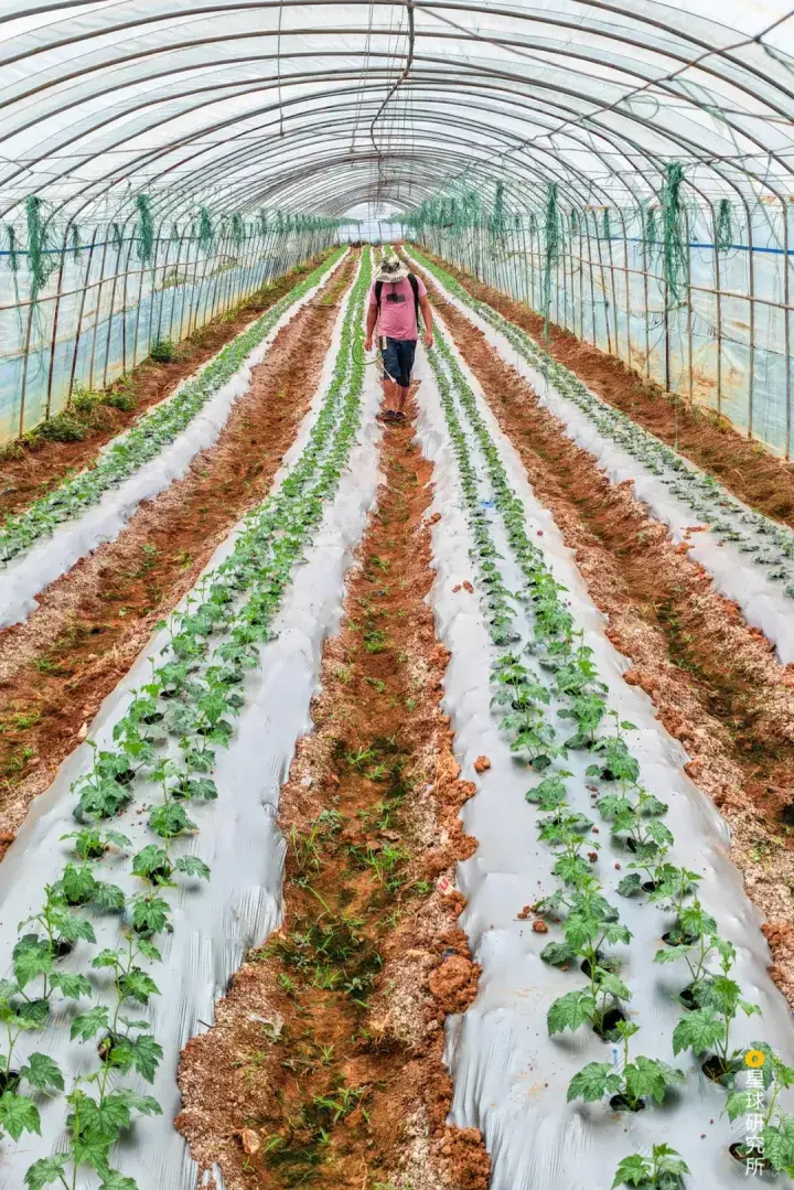 国家制定了一系列方针政策以缓解食品供应不足的问题并命名"菜篮子