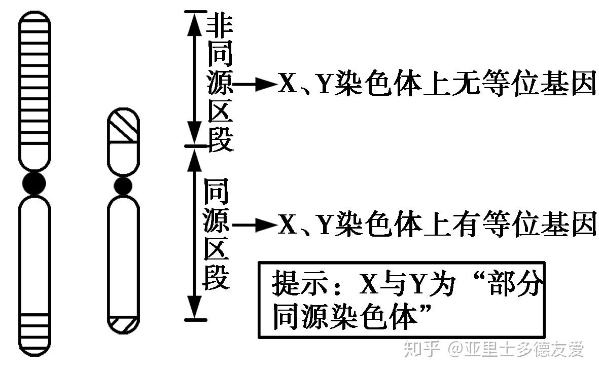 y染色体上的基因分布情况,由图可以看到在x,y染色体的同源区段,基因是