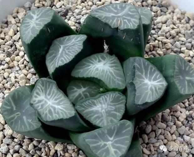 多肉植物图鉴之百合科十二卷属万象