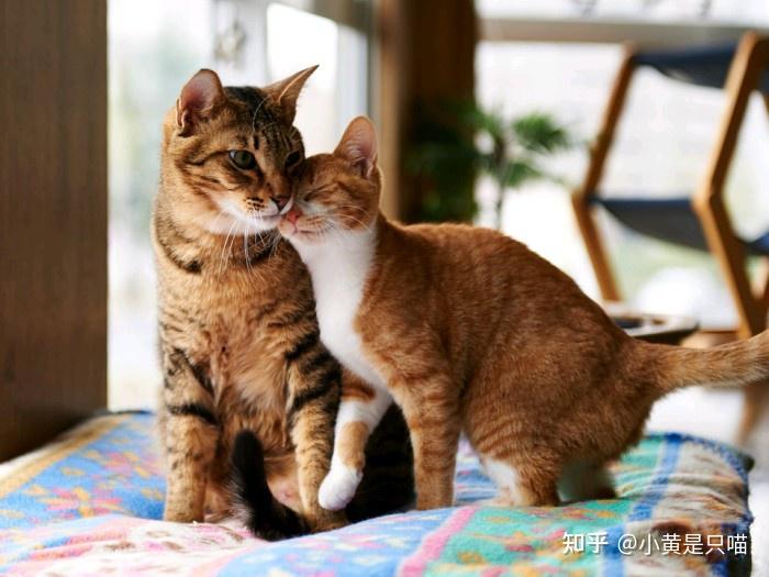 不要再冲动养第二只猫了,原住猫的性格非常重要! - 知乎