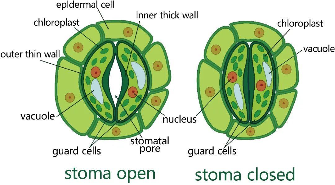 副卫细胞结构图图片