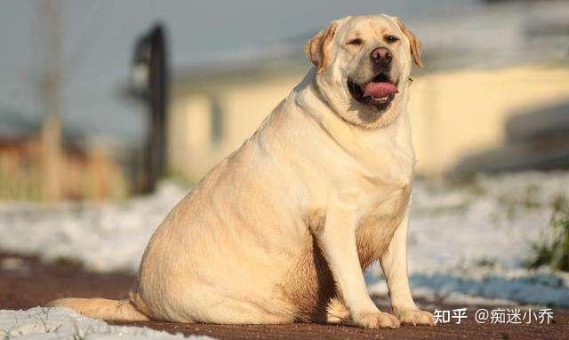 拉布拉多犬的特征图片
