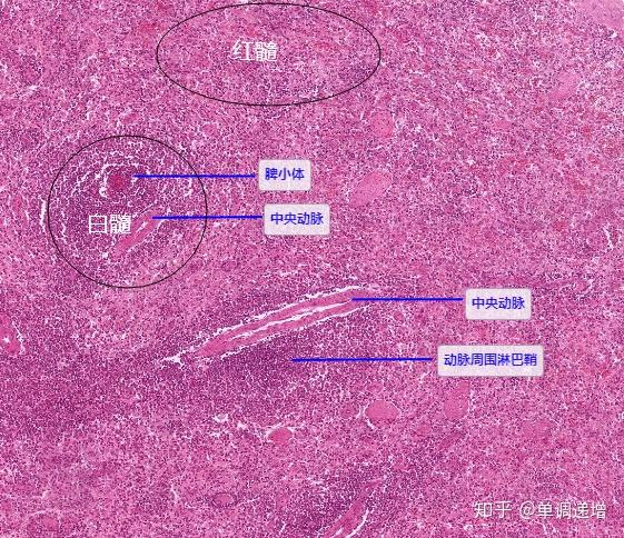 组胚实验切片复习要点 - 知乎