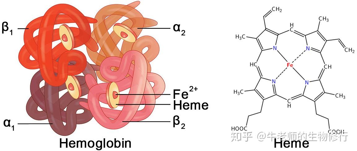 血红蛋白和辅基血红素hemoglobin的4个subunit称为珠蛋白(globin)