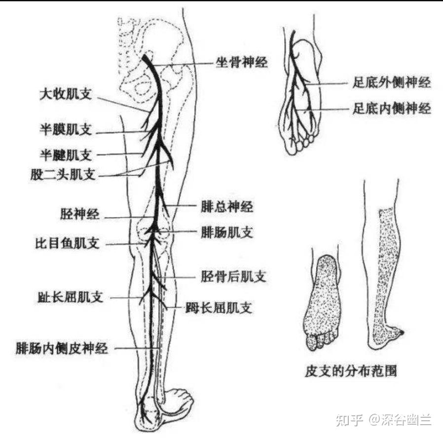 199,复溜(fu liu)在小腿内侧,太溪直上2寸,跟腱的前方