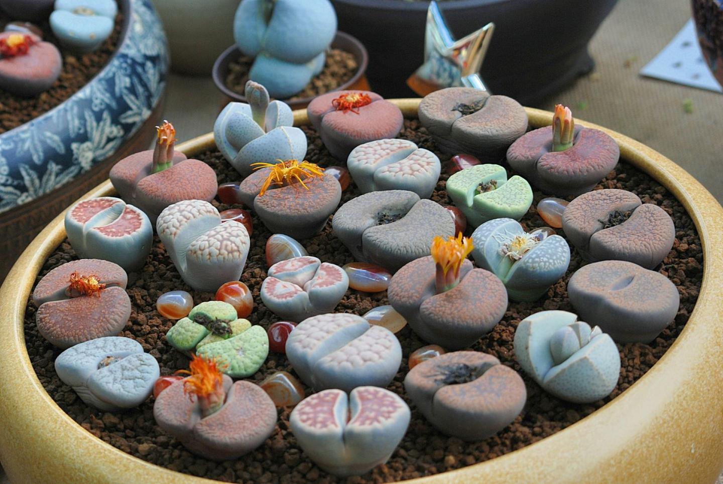 精品多肉推荐 生石花的鉴赏养护 知乎