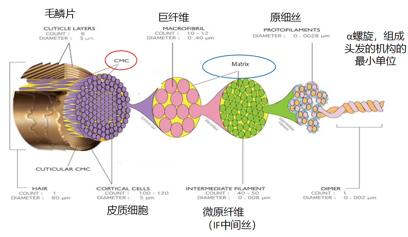 头发科普之发干篇 - 知乎