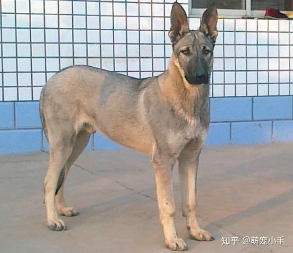 为什么“狼青犬”多人养?忠诚且帅气,很难不爱 - 知乎