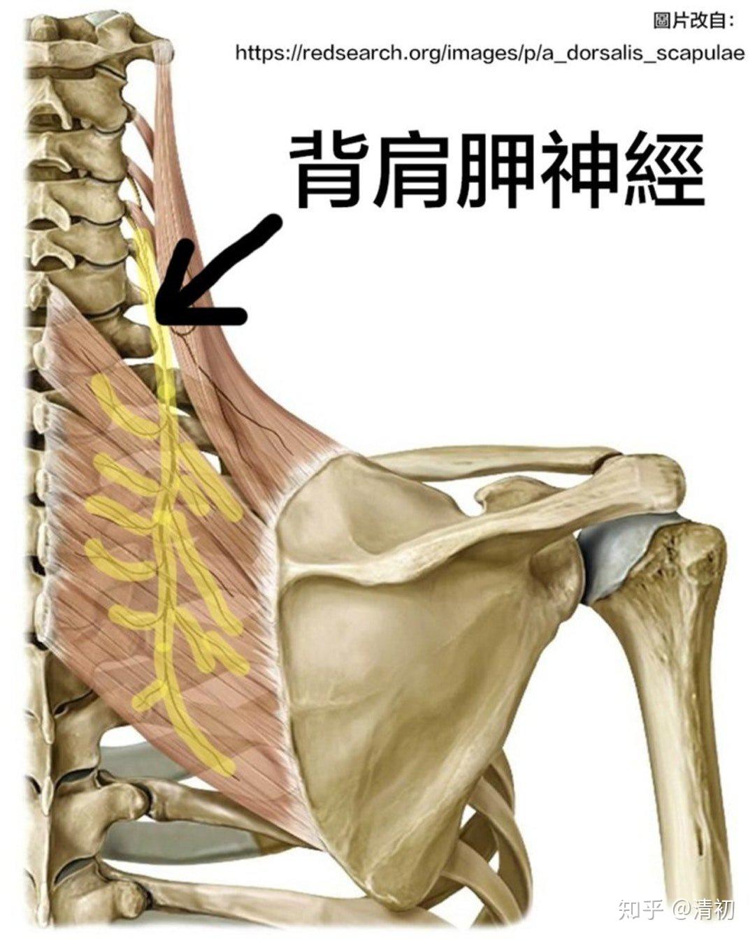 碎碎念之上背部肩胛骨间疼痛