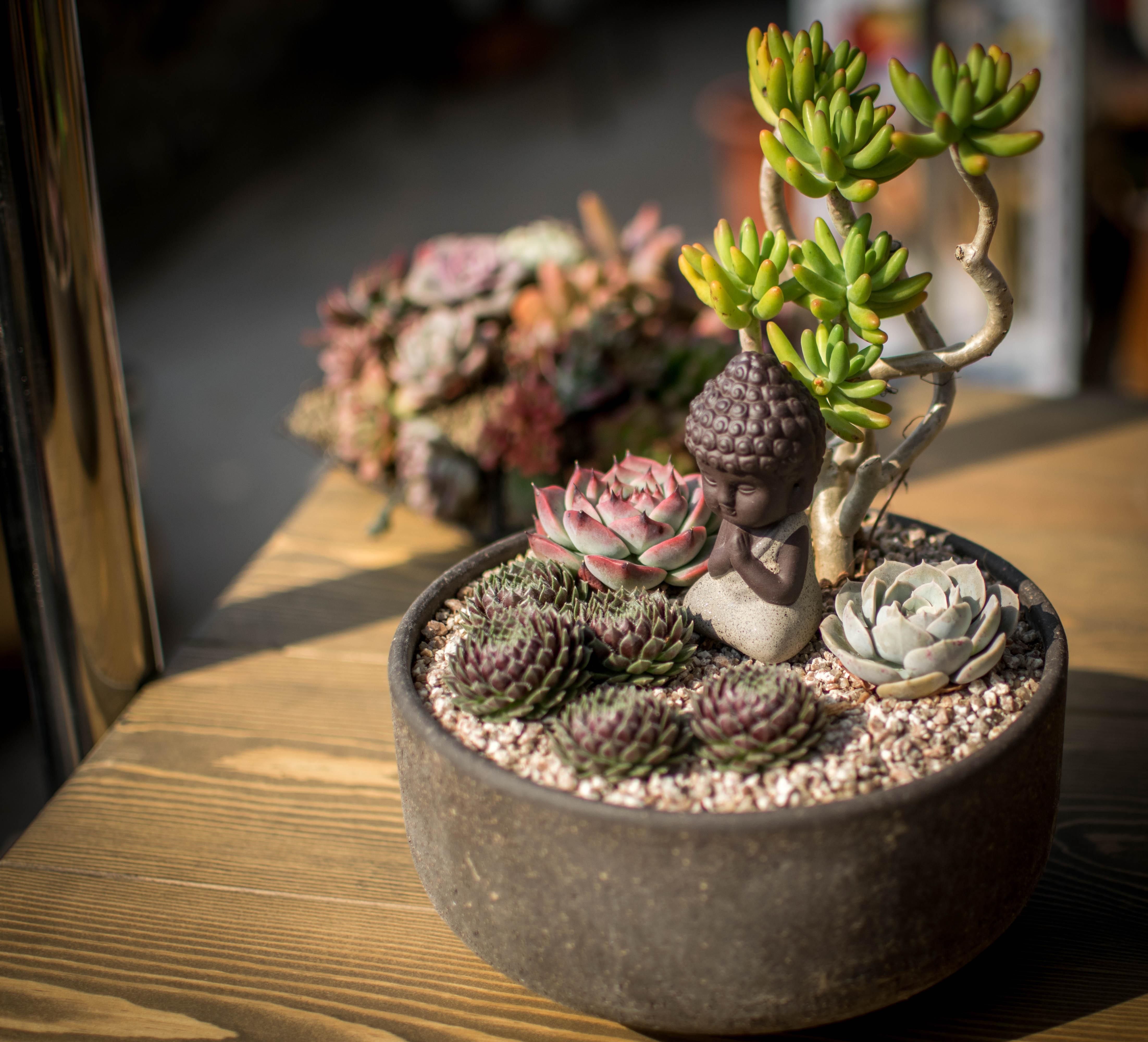 听歌种肉之:招财喵多肉盆景!帮大家招财(还有两盆花月夜)