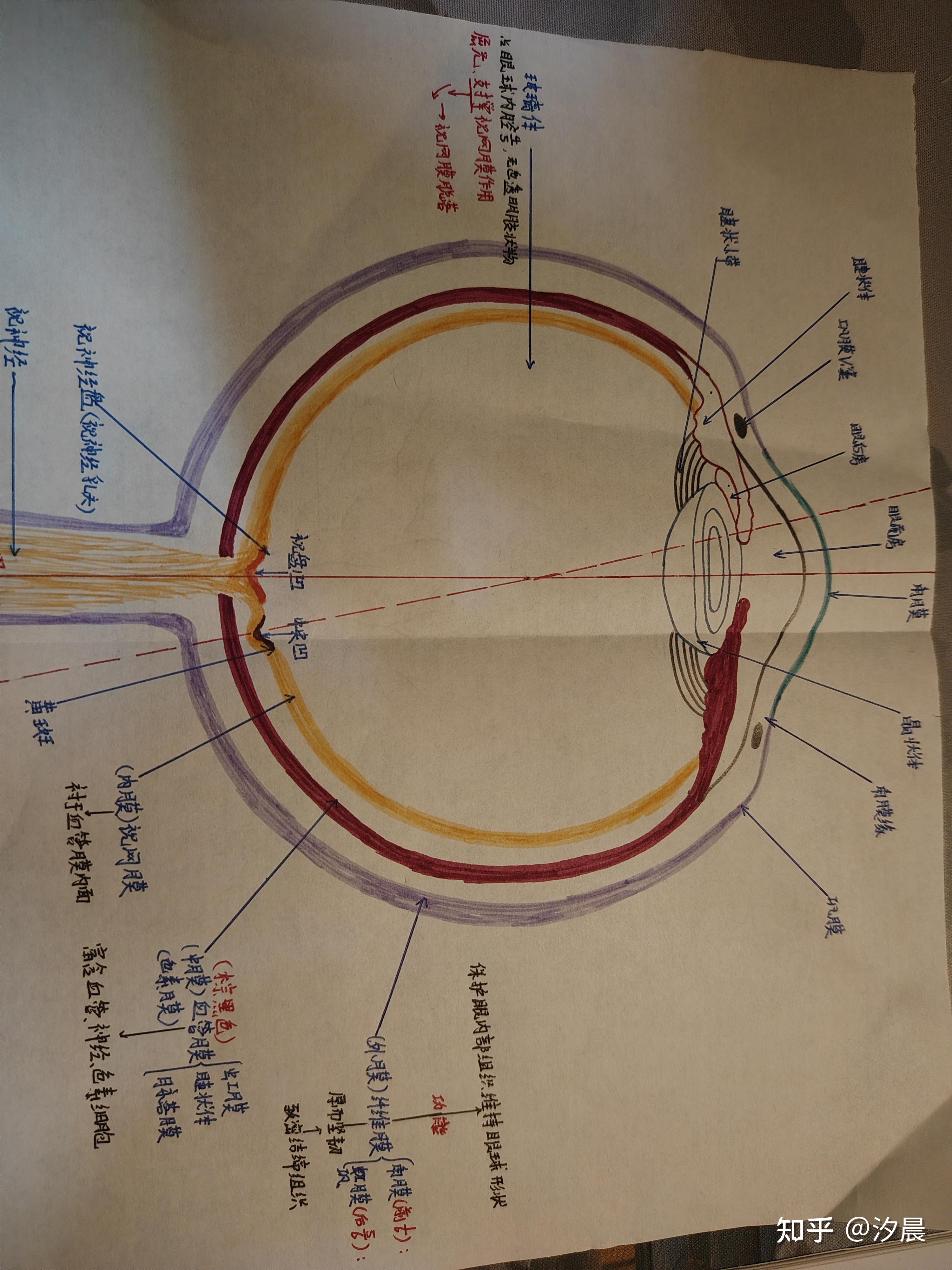 随手画个眼球简易结构,多有不足,见谅见谅!