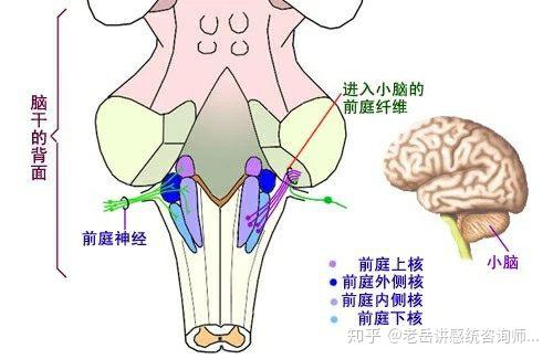 感统之前庭训练的六大要点 - 知乎