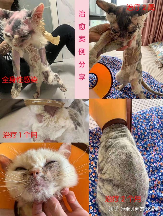 猫癣怎么处理好得快了解这些想不好都难