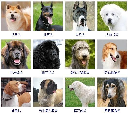 178种狗狗品种大全,原来按体型智商都是这么分! - 知乎
