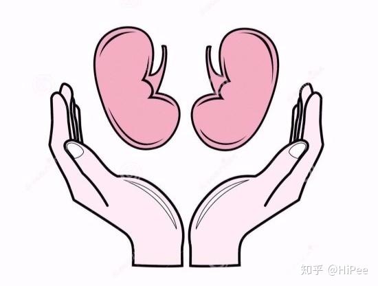 肾衰竭能活多久导致肾衰竭的七大隐形杀手有哪些