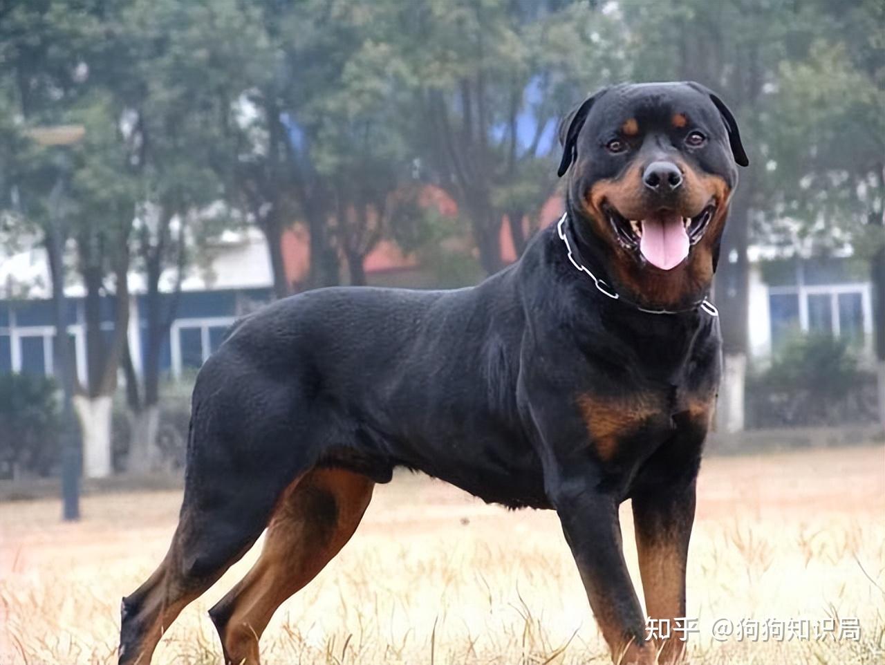 罗威纳犬要在幼时好好调教,否则成年后很难控制,不过这种狗狗在很多