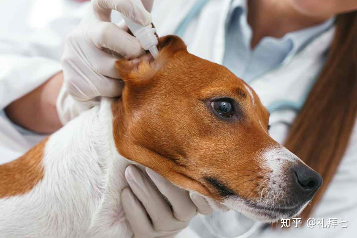 原來狗狗耳朵發炎與耳朵形狀密切相關！英國皇家學院揭露耳朵易發炎高風險犬種 - 毛寧 MAONING