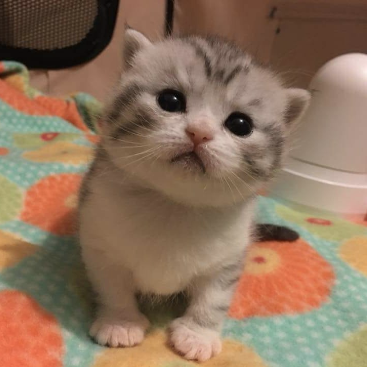 吸猫大会苏格兰短毛猫felipe