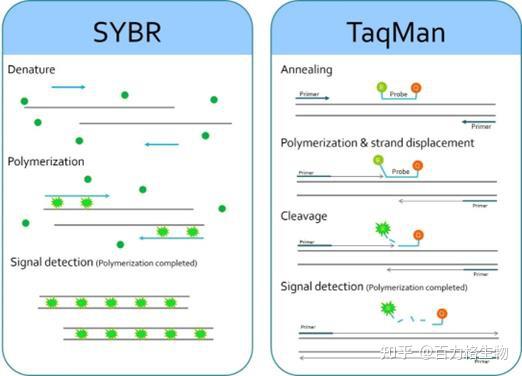 Principle Of Real Time Pcr Wikipedia