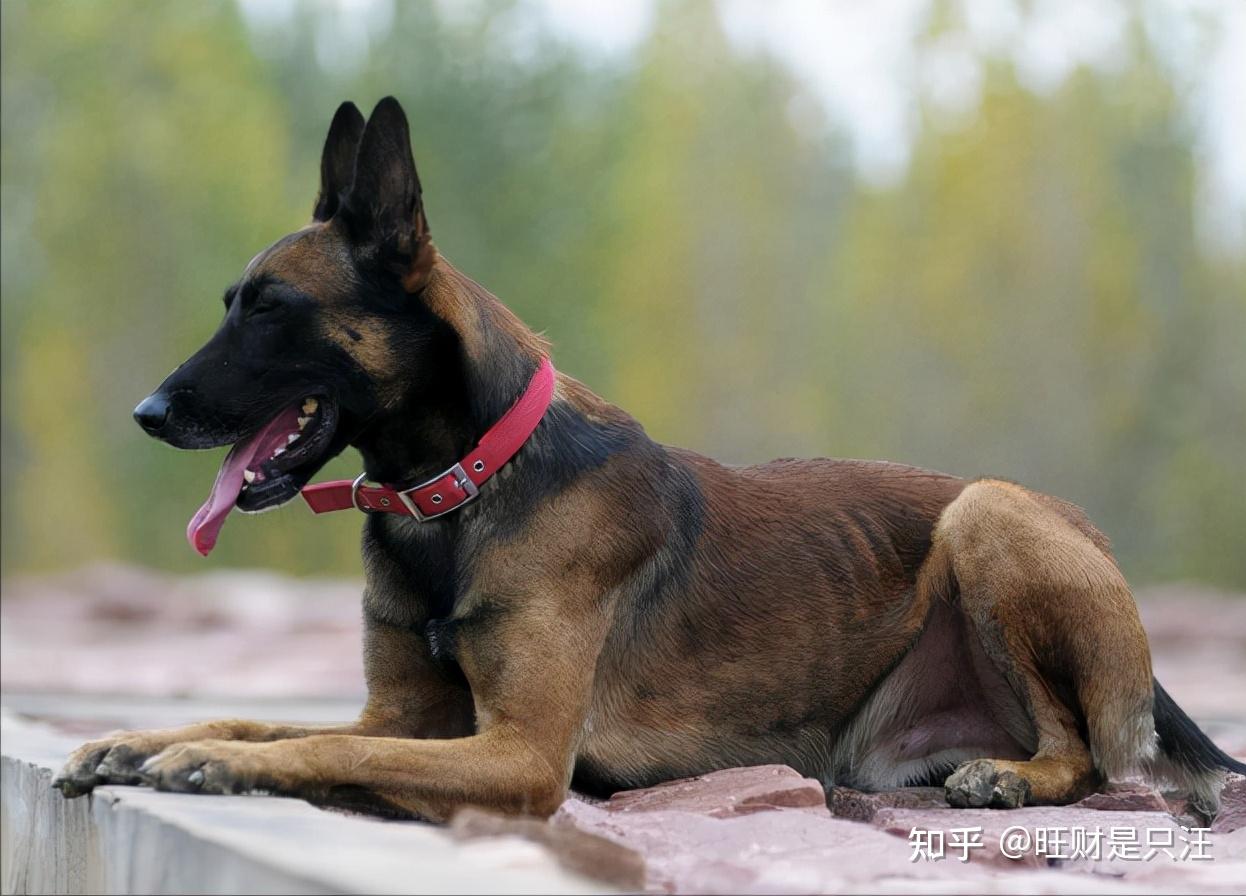 养马犬的几大好处谁养谁知道