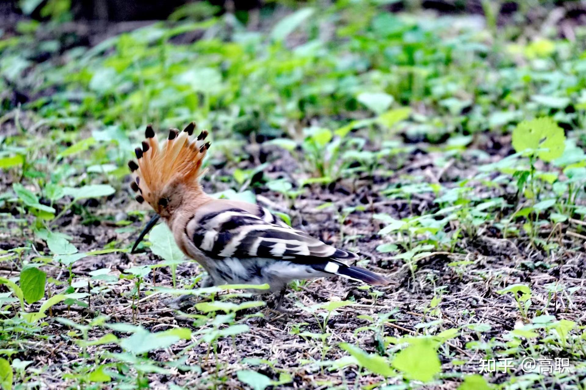 美丽的臭姑姑 - 知乎