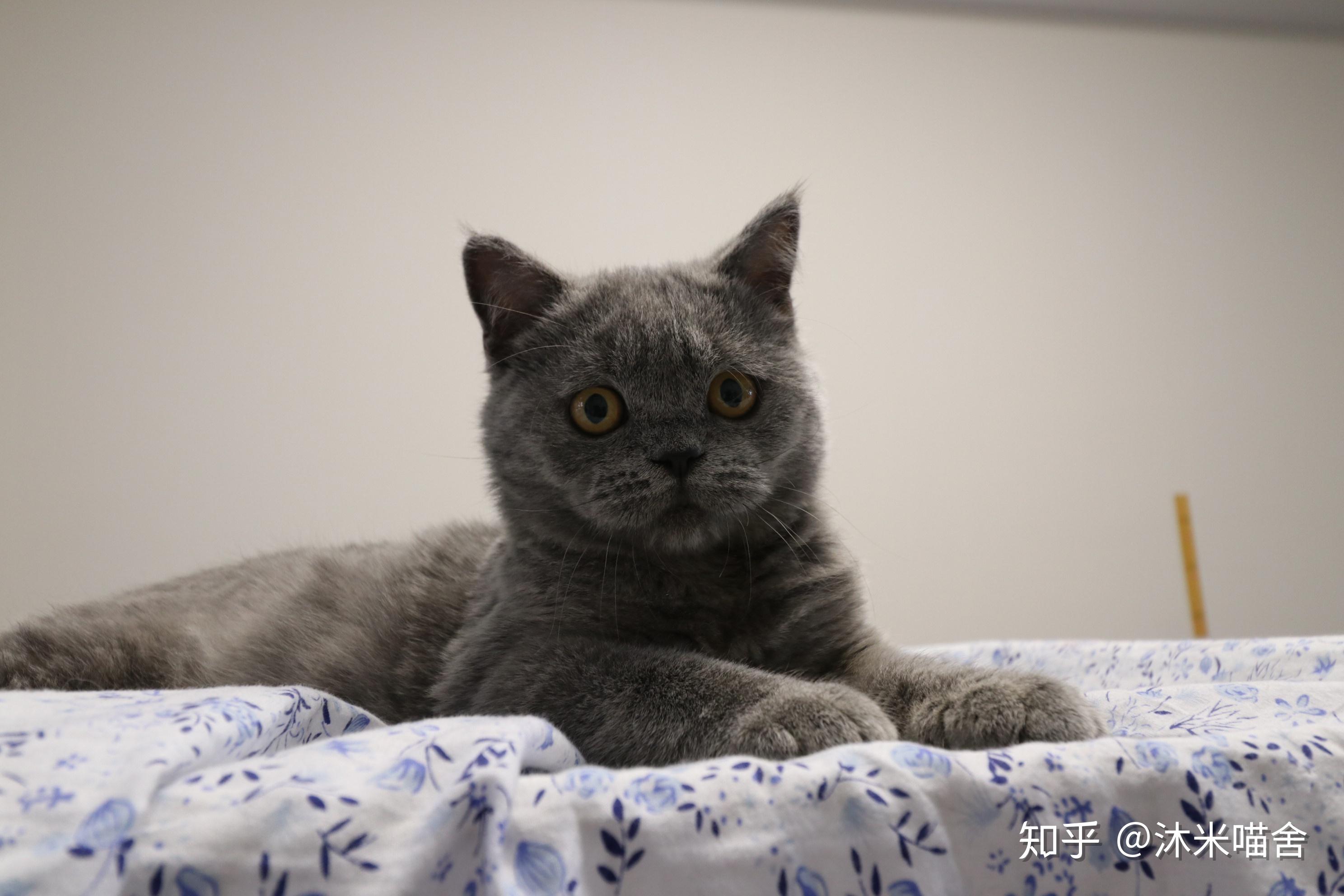 123英短纯蓝色蓝猫母猫cfa带证书英国蓝猫