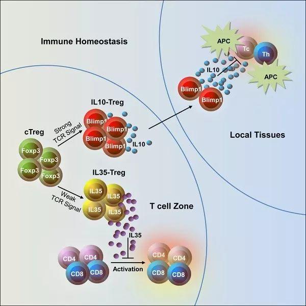 微生物所周旭宇团队发现新型效应性treg细胞亚群