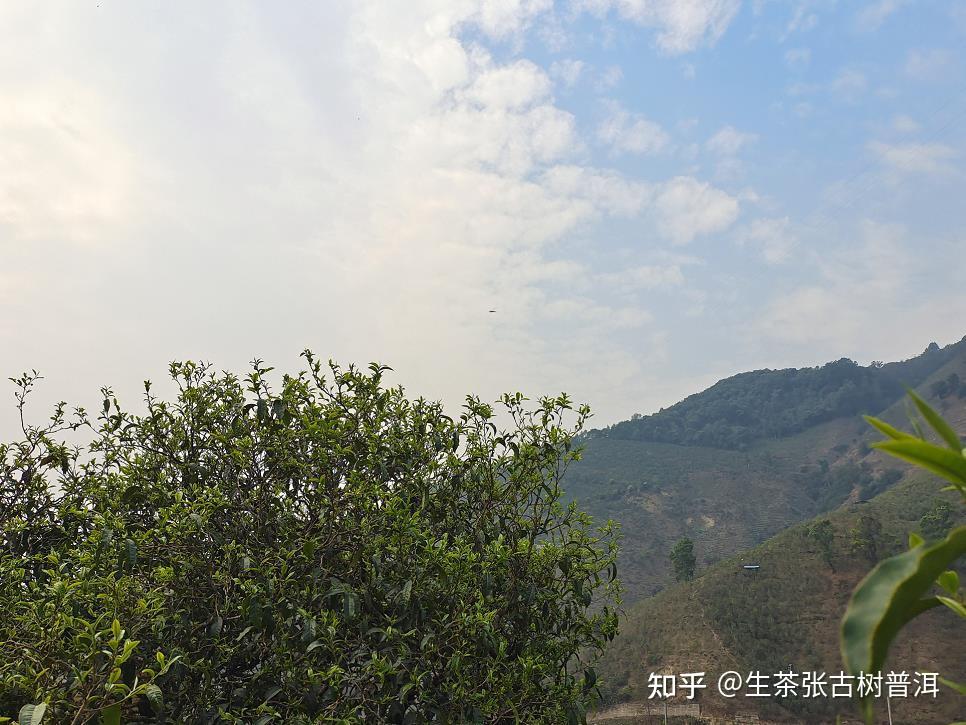 布朗山普洱茶的特點為何如此獨特