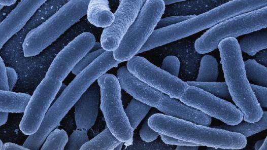 菌,厚壁菌,变形菌和拟杆菌,再要细分一点,像什么棒状杆菌(属于放线菌)