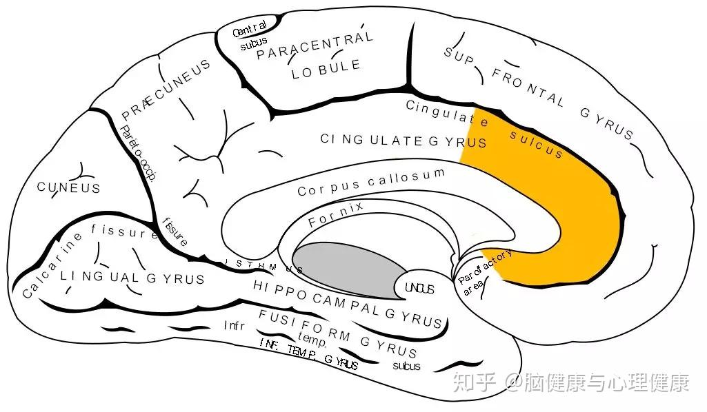 布洛德曼区域24,32,和33后扣带皮层 posterior cingulate cortices后