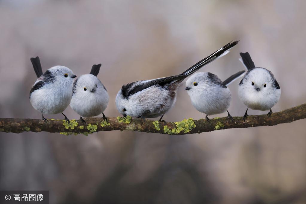 或灌丛顶部,生活在欧亚大陆各种环境的树林中,群居或常与其他雀类混居