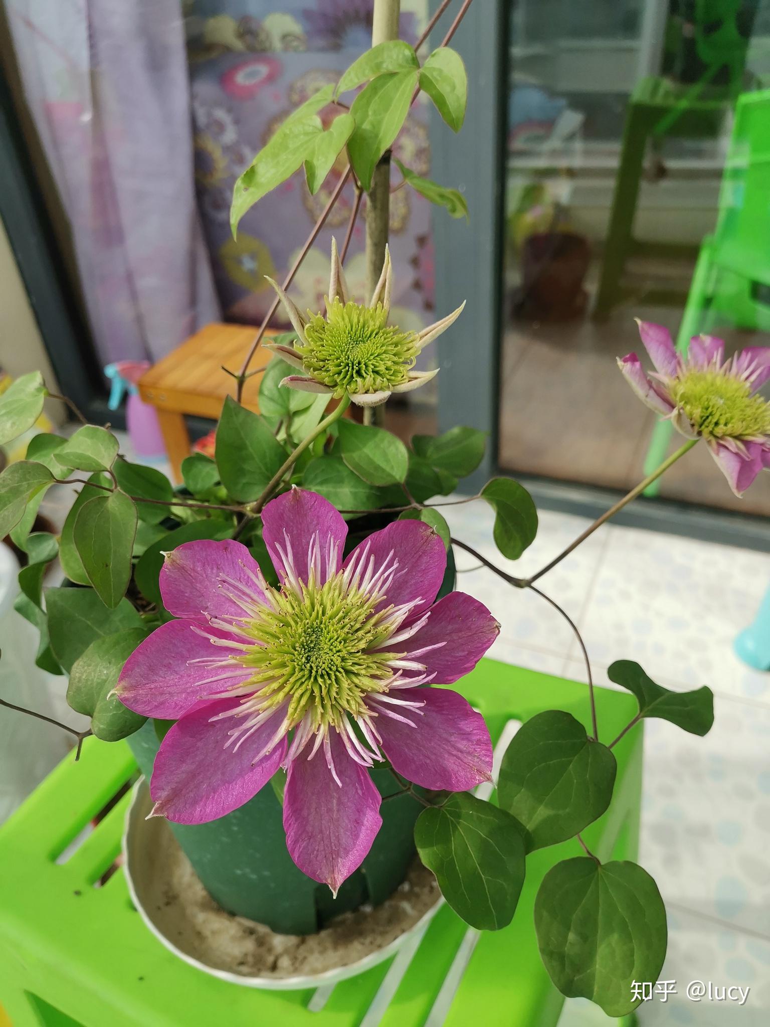 养花记录——铁线莲 针皇 - 知乎