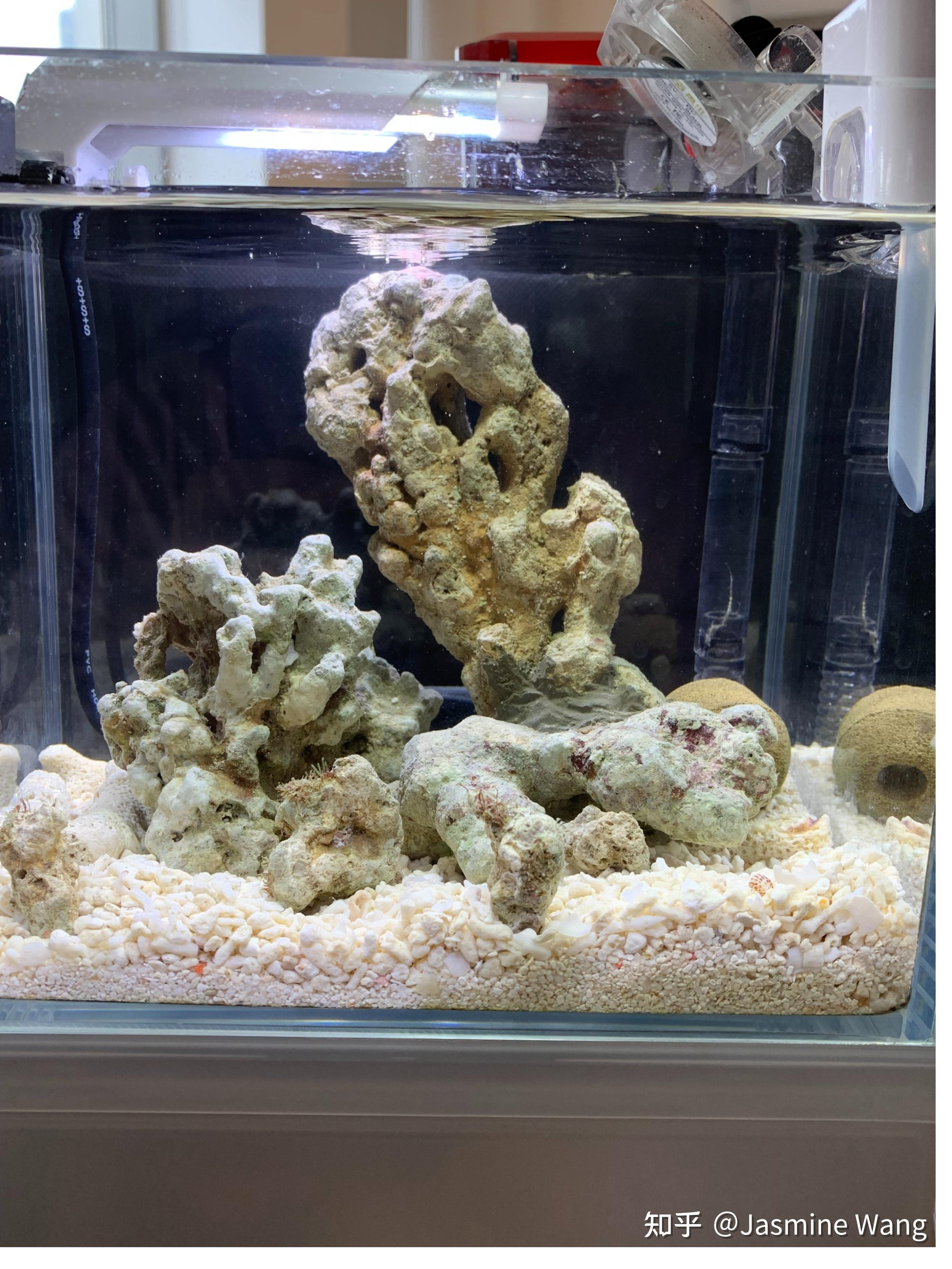 给自己的迷你海缸开缸记录
