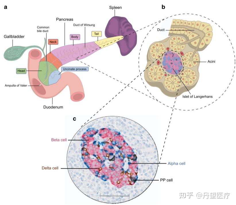 胰腺组织学结构