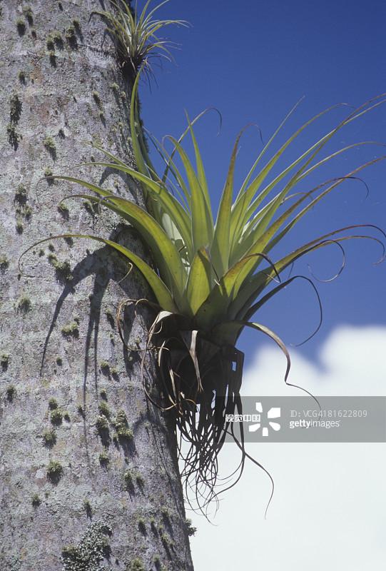 空气凤梨的养护心得