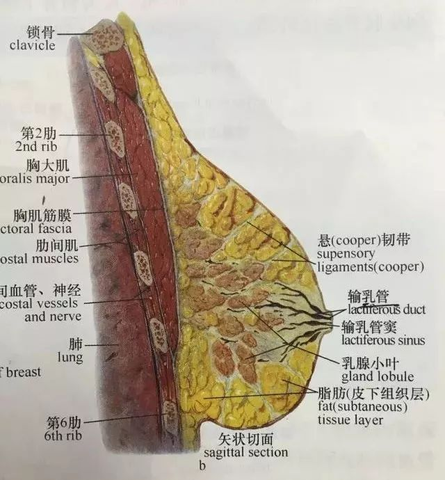 乳腺胸和脂肪胸区分图图片