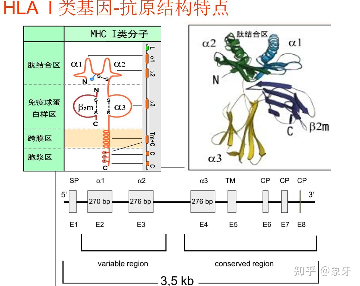 Engine Hla Structure HLA Genotyping - 知乎