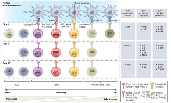 肿瘤免疫新宠：ILCs和ILTCs大揭秘！ (IF=69.8) - 知乎