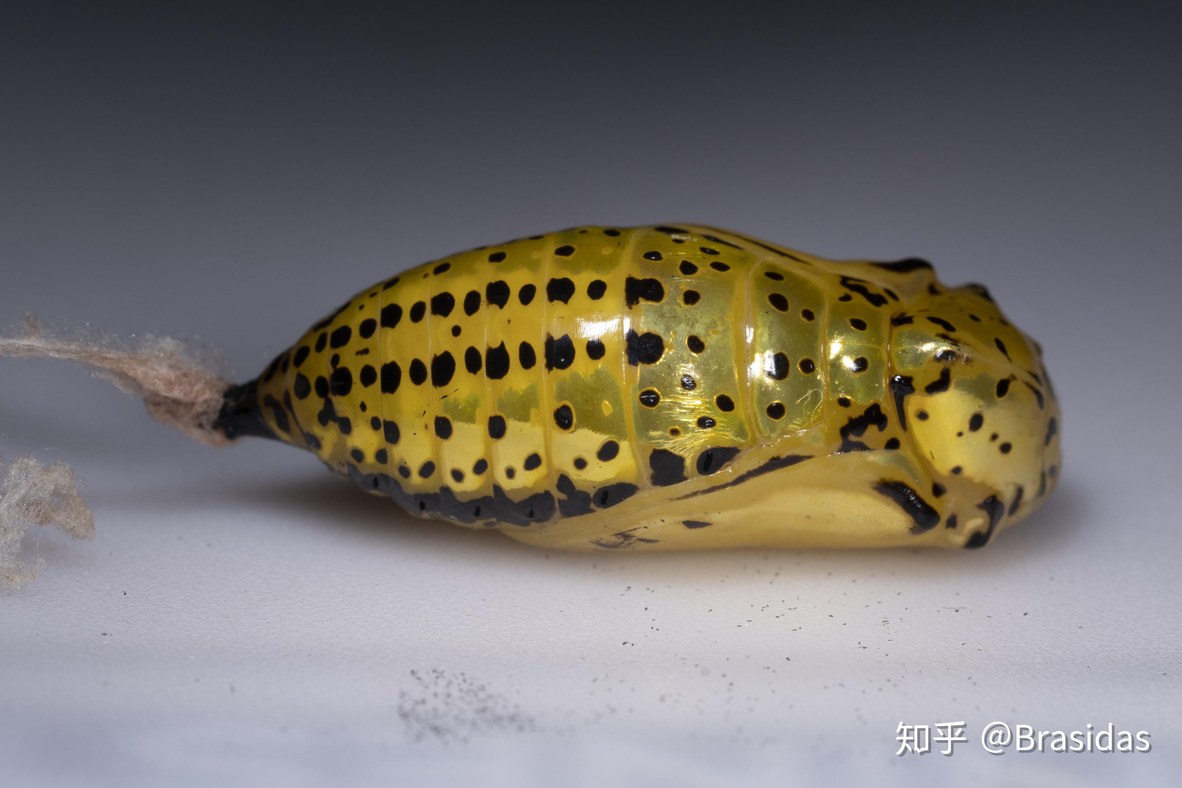 微距练习-大帛斑蝶蛹