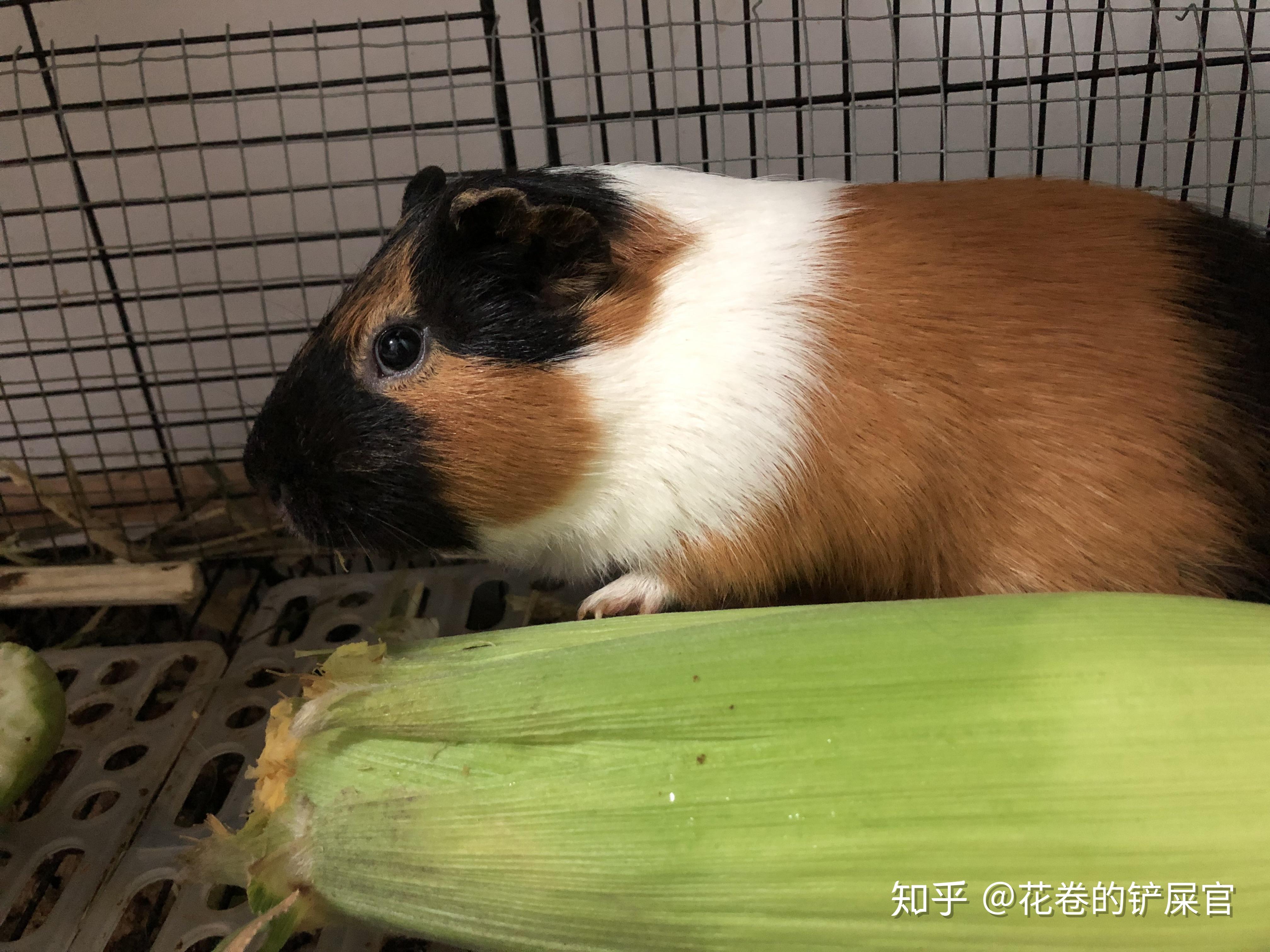 荷兰猪规模养殖