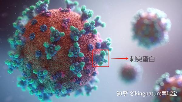 “长新冠”科普—刺突蛋白(Spike protein)与ACE2 - 知乎