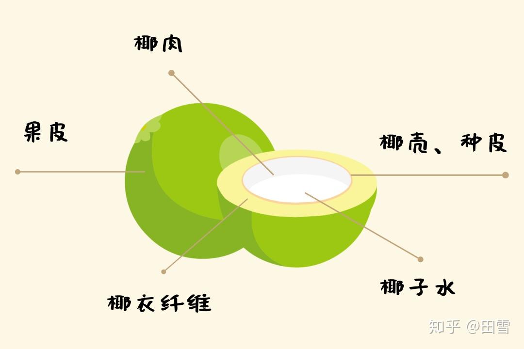 椰子内部结构图图片