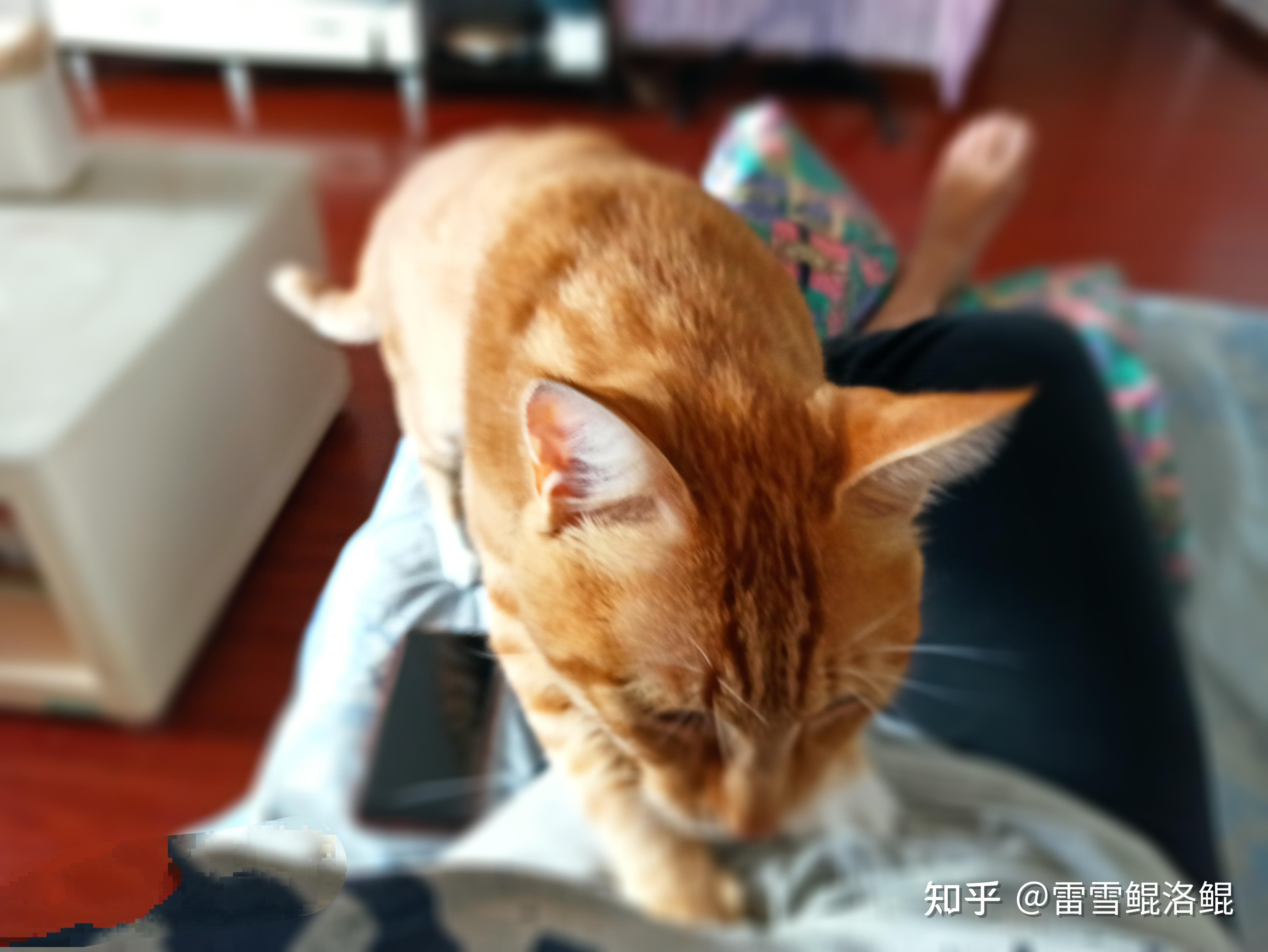 橘猫洛洛宅家记录08.胖橘一天睡够24小时 - 知乎