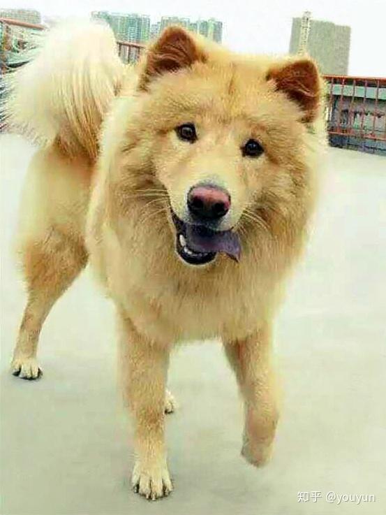 中国原生松狮犬综述 - 知乎