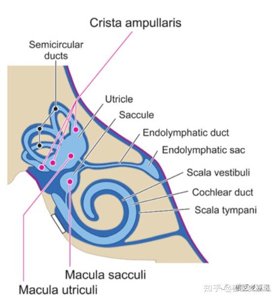 1分钟读懂前庭综合征（Vestibular disease） - 知乎