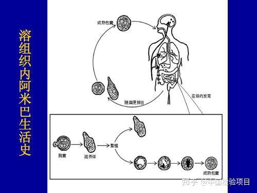 溶组织内阿米巴igg检测试剂盒 - 知乎